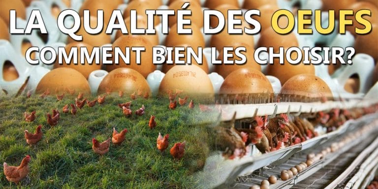 qualité des oeufs